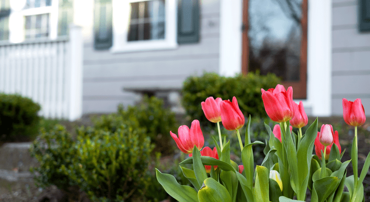 tulips in front of a grey home